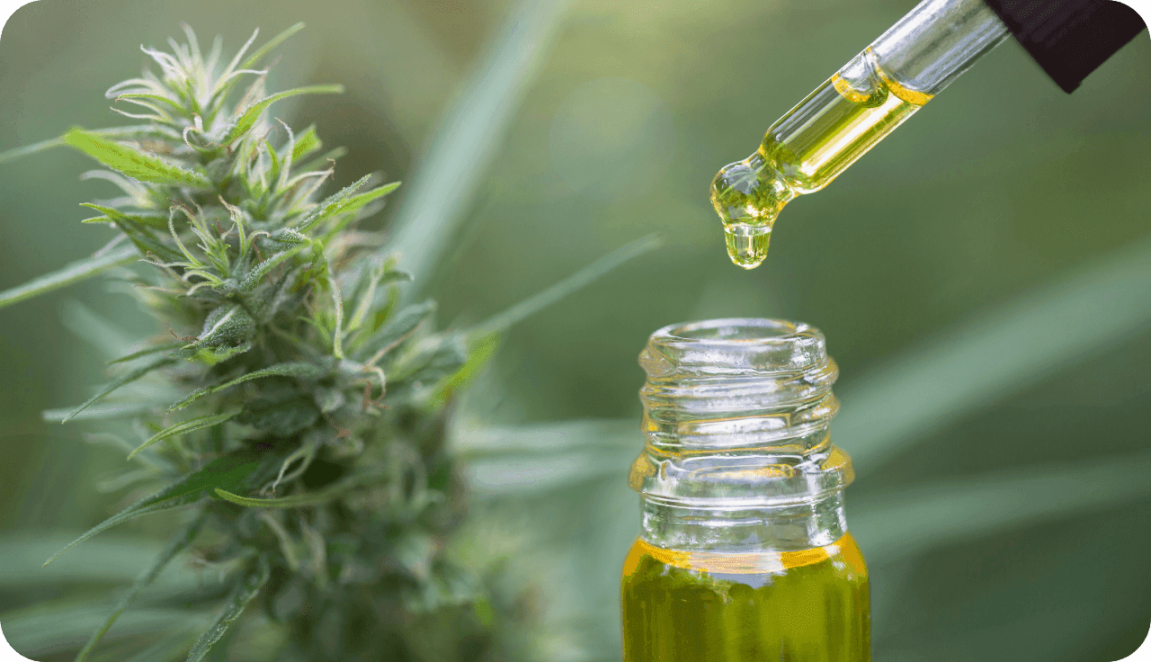 Extract mit einer Pipette und einer Cannabis Pflanze